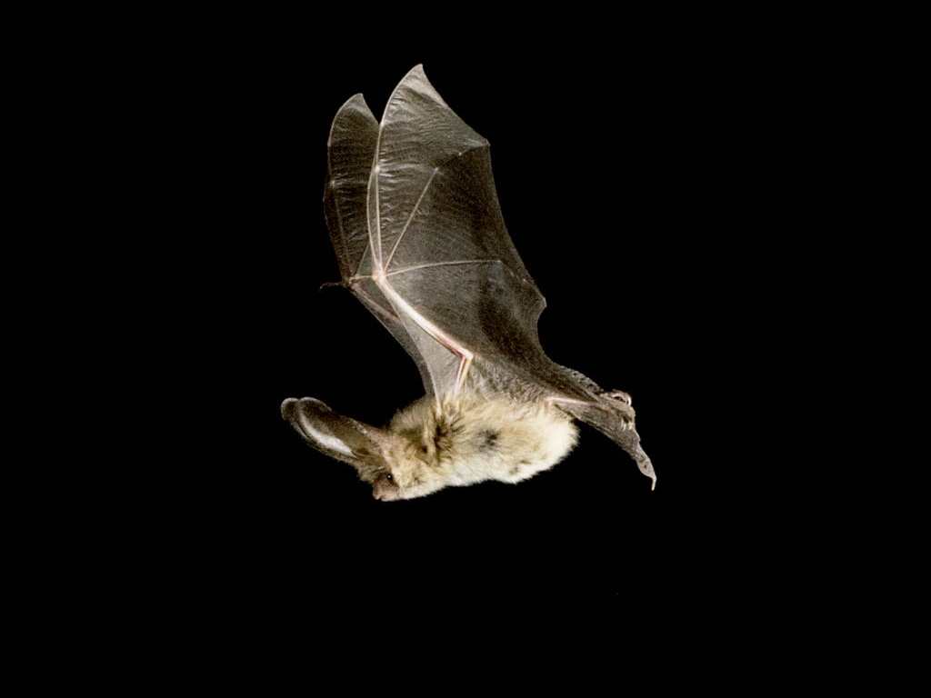 River Valleys Trust Bat Walk