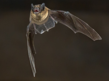 River Valleys Trust Bat Walk